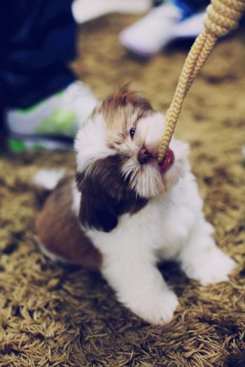 shih tzu puppy chewing a rope
